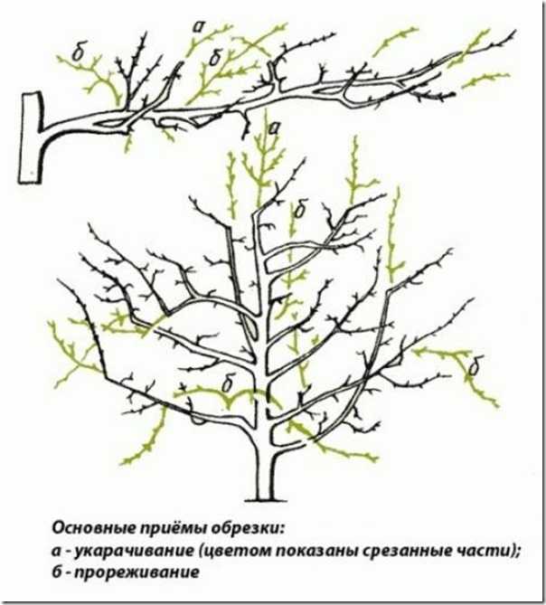 10 основных правил обрезки плодовых деревьев осенью