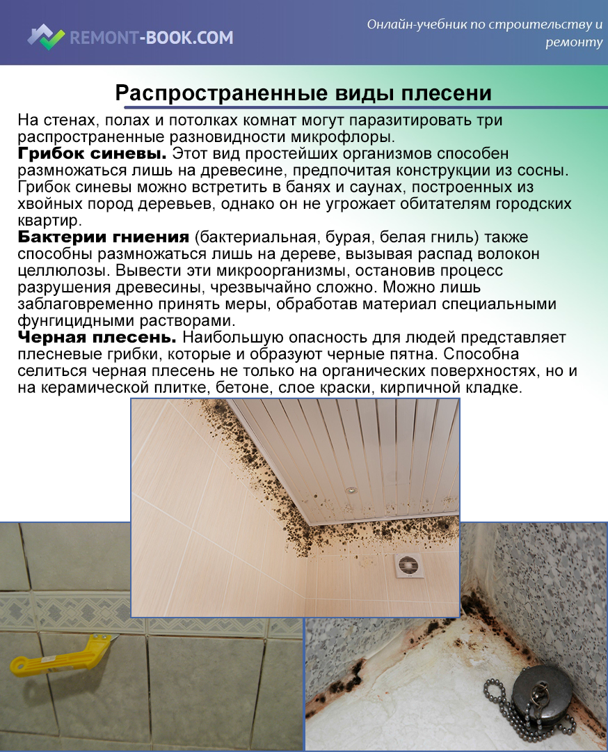 Плесень на полу – почему появляется и чем обработать полы от грибка