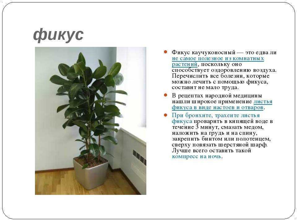 Как спасти и реанимировать фикус в домашних условиях