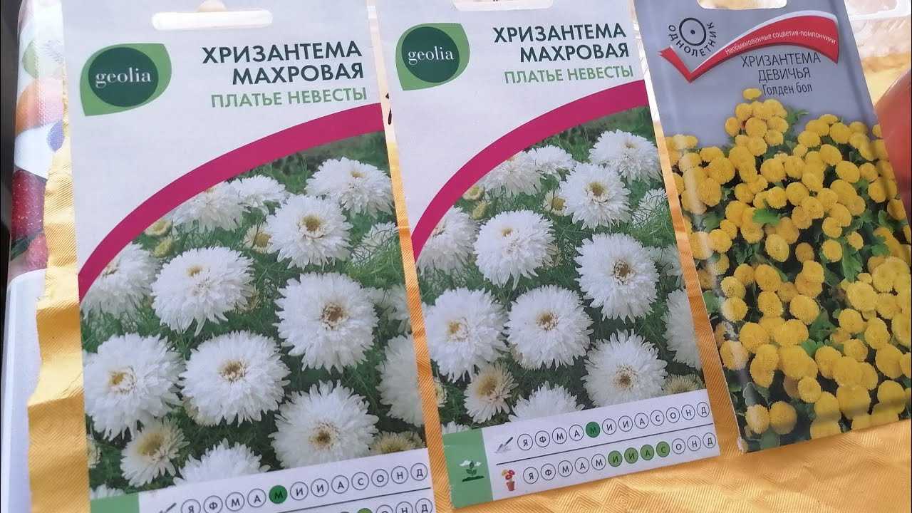 Хризантема Девичья Купить Семена