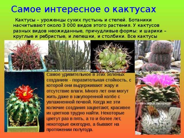 Фото и названия пушистых кактусов. особенности выращивания и содержания лохматых суккулентов