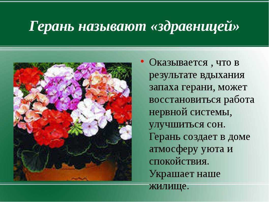Выращивание рассады пеларгонии (герани) в домашних условиях: посадка и уход