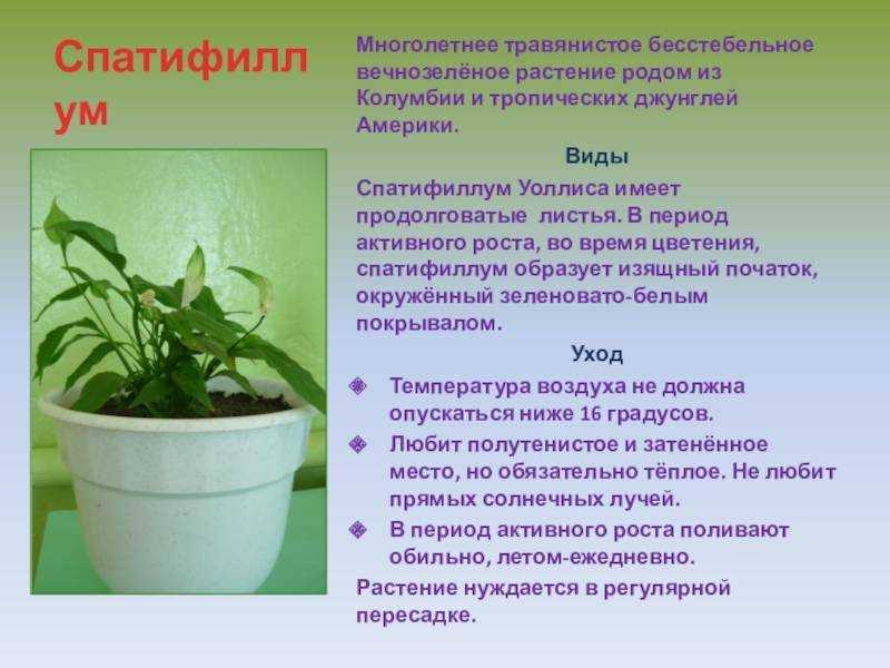 Как ухаживать за спатифиллумом в домашних условиях. секреты успеха в пересадке, поливе и размножении