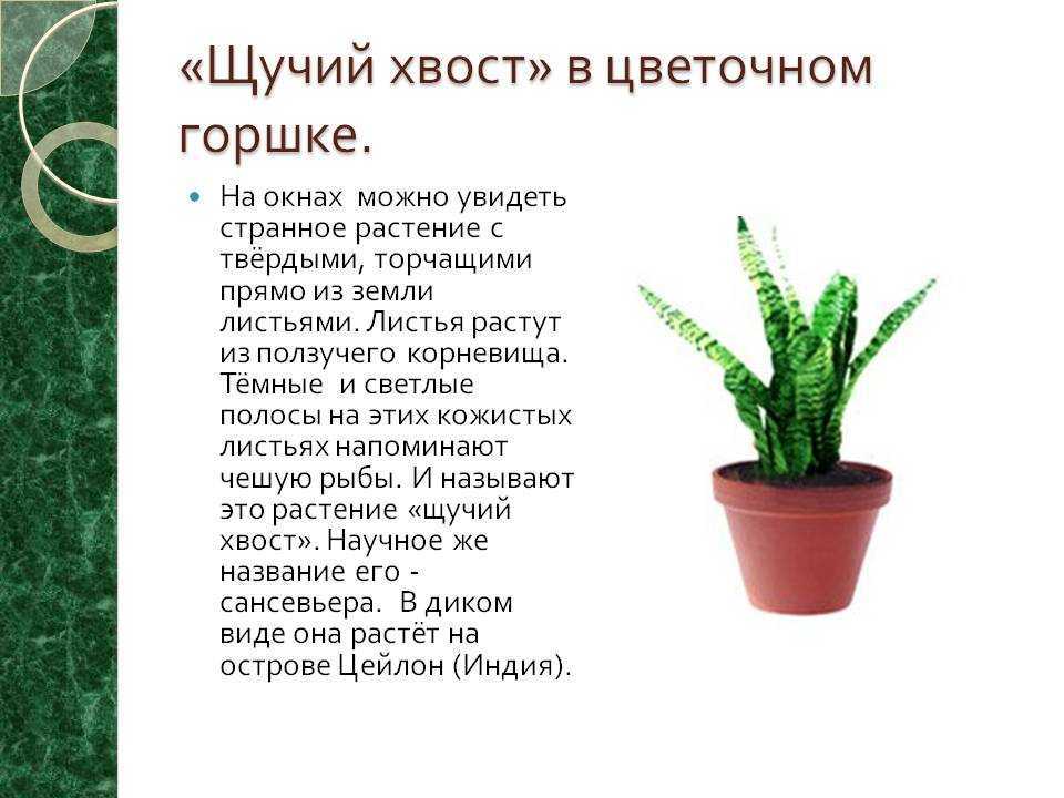 Щучий хвост: польза и вред, можно ли держать дома, фото, уход