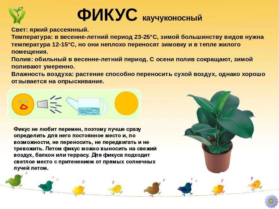 Хойя: уход в домашних условиях