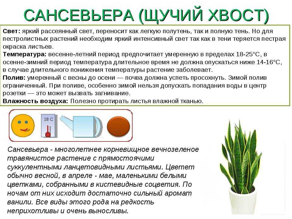 Антуриум