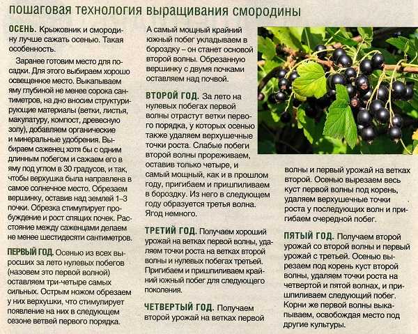 Посадка красной смородины: инструкция, уход и выращивание в открытом грунте