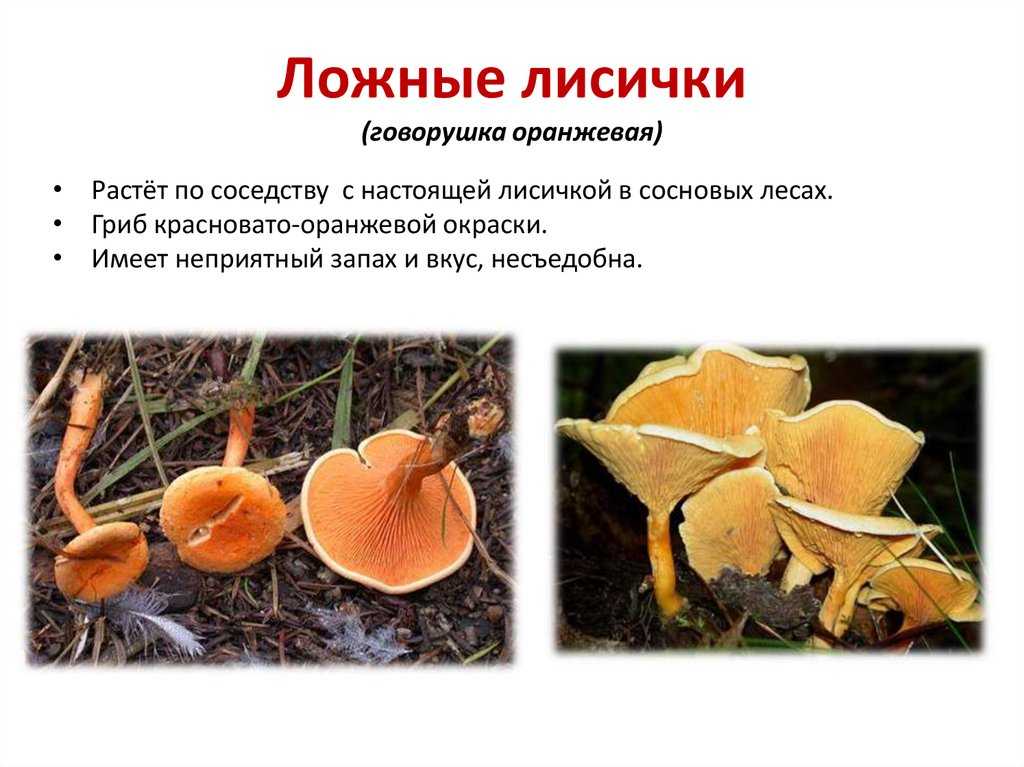 Лисички, их описание, несъедобный двойник и блюда из лисичек