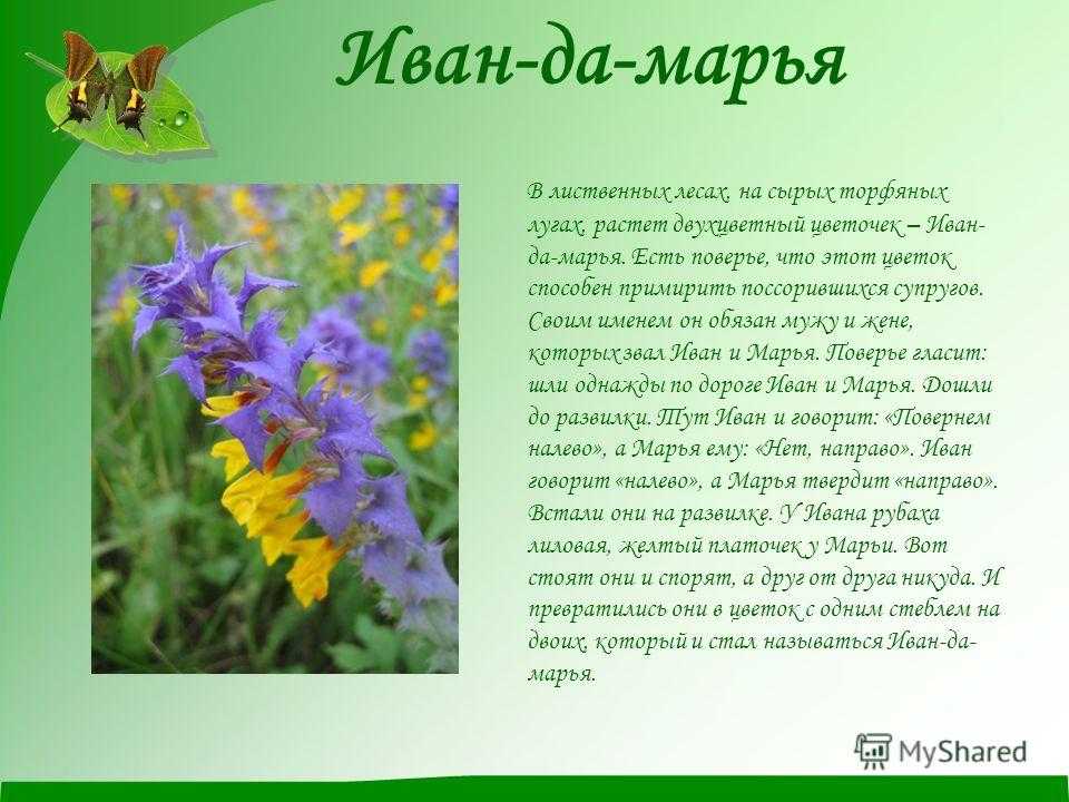 Иван-да-марья. легенды и мифы о растениях [легенды древнего востока, языческие мифы, античные предания, библейские истории]