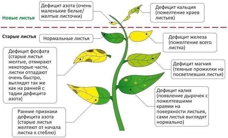 Болезни пеларгонии: признаки, как с ними бороться, фото