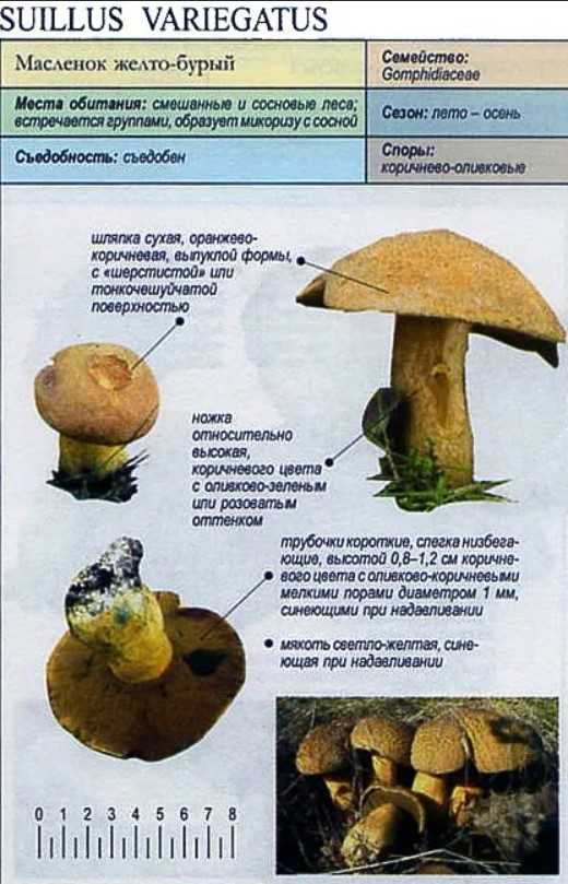 Масленок ложный фото и описание гриба