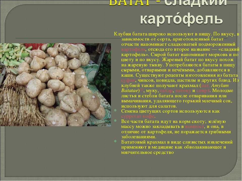Батат — вкусный, полезный, декоративный