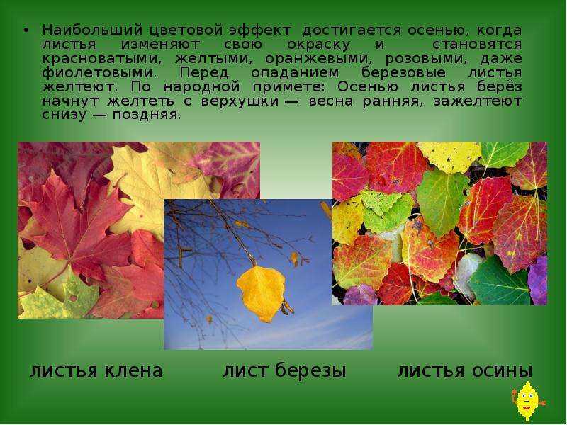 Что происходит с дубом осенью. что мы знаем о дубах?