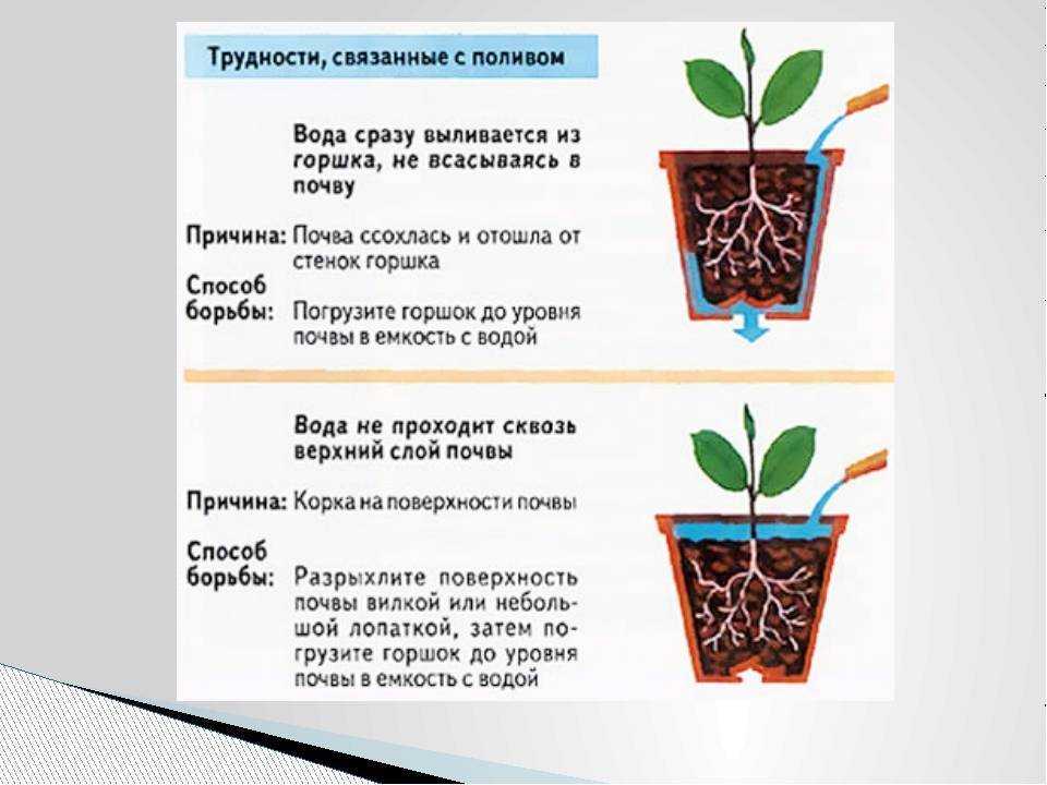 Стрелиция уход в домашних условиях с фото и видео