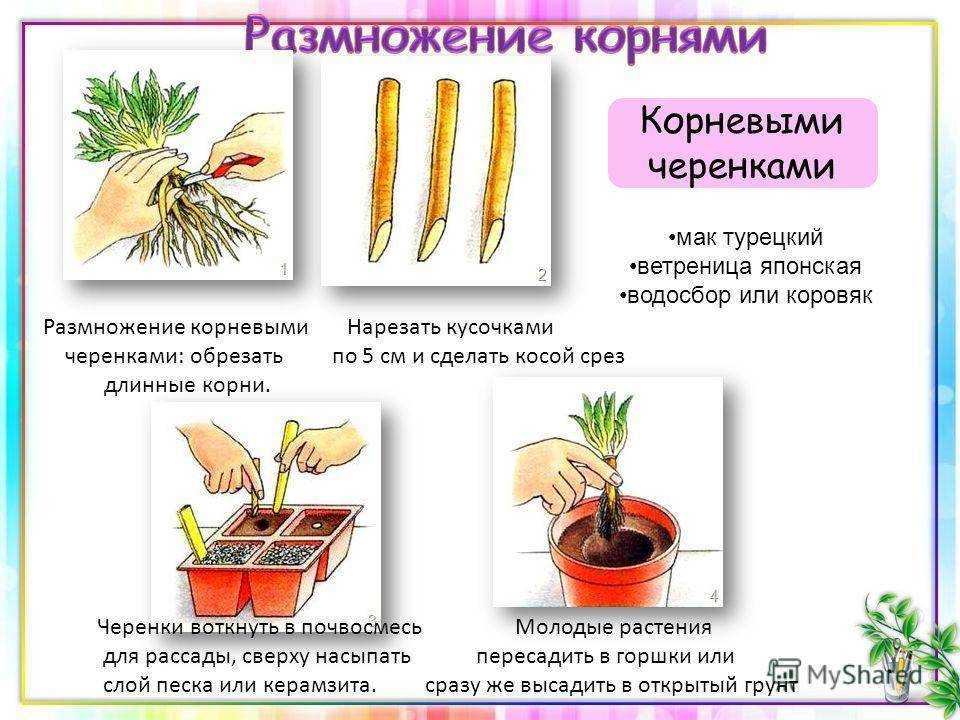 Уход за азалией в домашних условиях, видео, пересадка, обрезка, цветение, полив