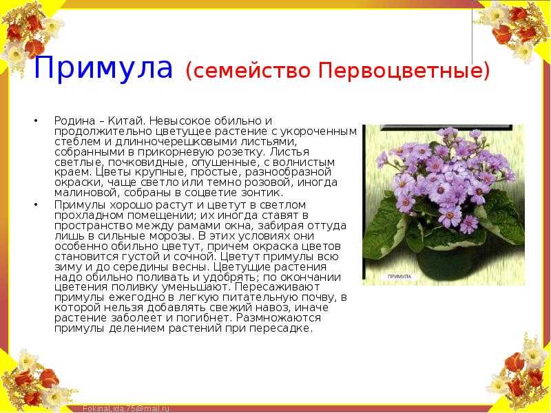 Примула selo.guru — интернет портал о сельском хозяйстве