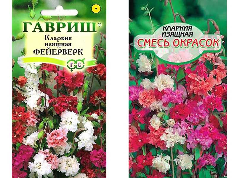 Кларкия Clarkia — это однолетнее травянистое растение, относящееся к семейству кипрейные Название такой цветок получил в честь капитана У Кларка