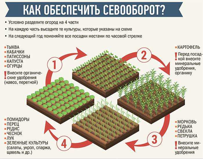 Севооборот на огороде: правила составления и чередования культур