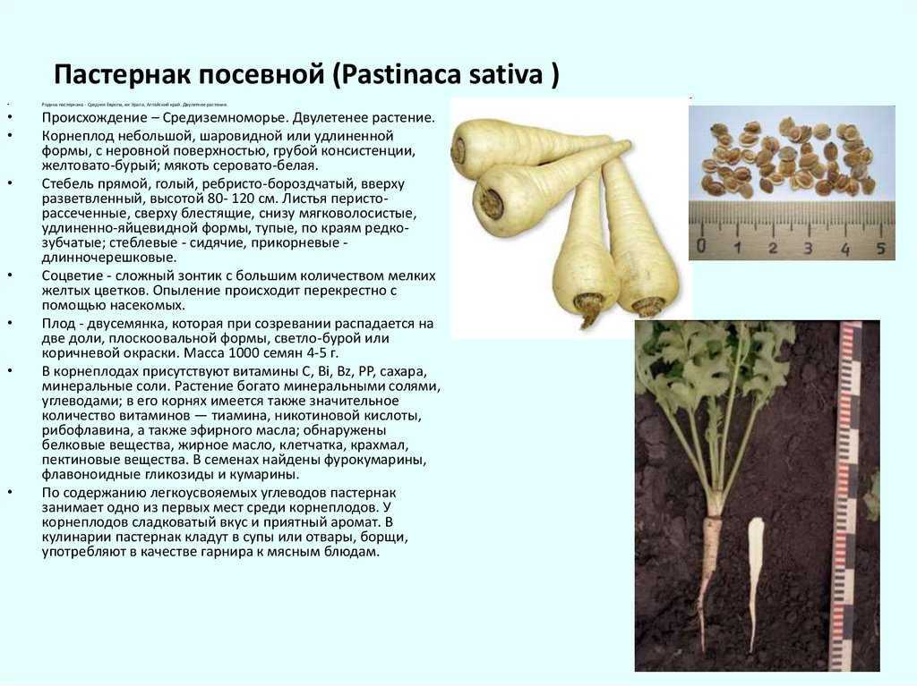 Корень пастернака, отвары и противопоказания