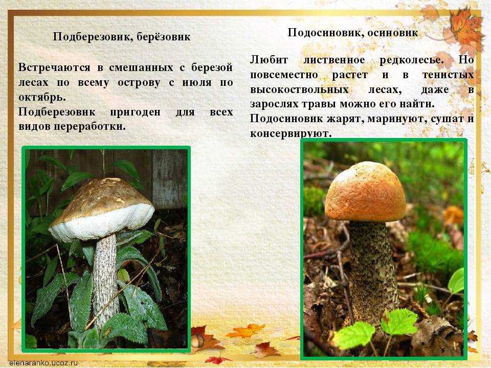 Подосиновик красный -  гриб полезные свойства, как собирать, хранить и готовит. фото и видео.