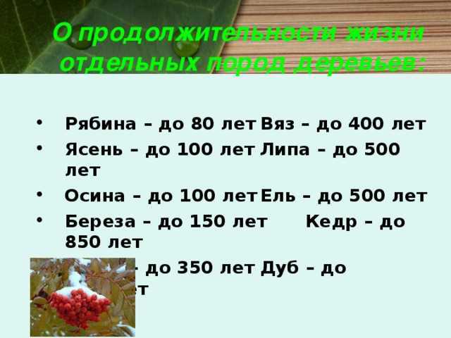 Продолжительность жизни деревьев, таблица и сведения о некоторых видах