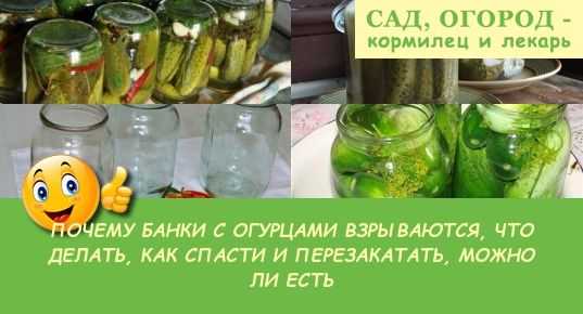 3 причины из-за которых банки ? огурцов взрываются