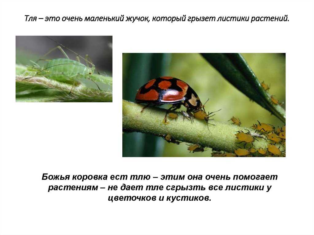Тля. как бороться со злейшим вредителем?