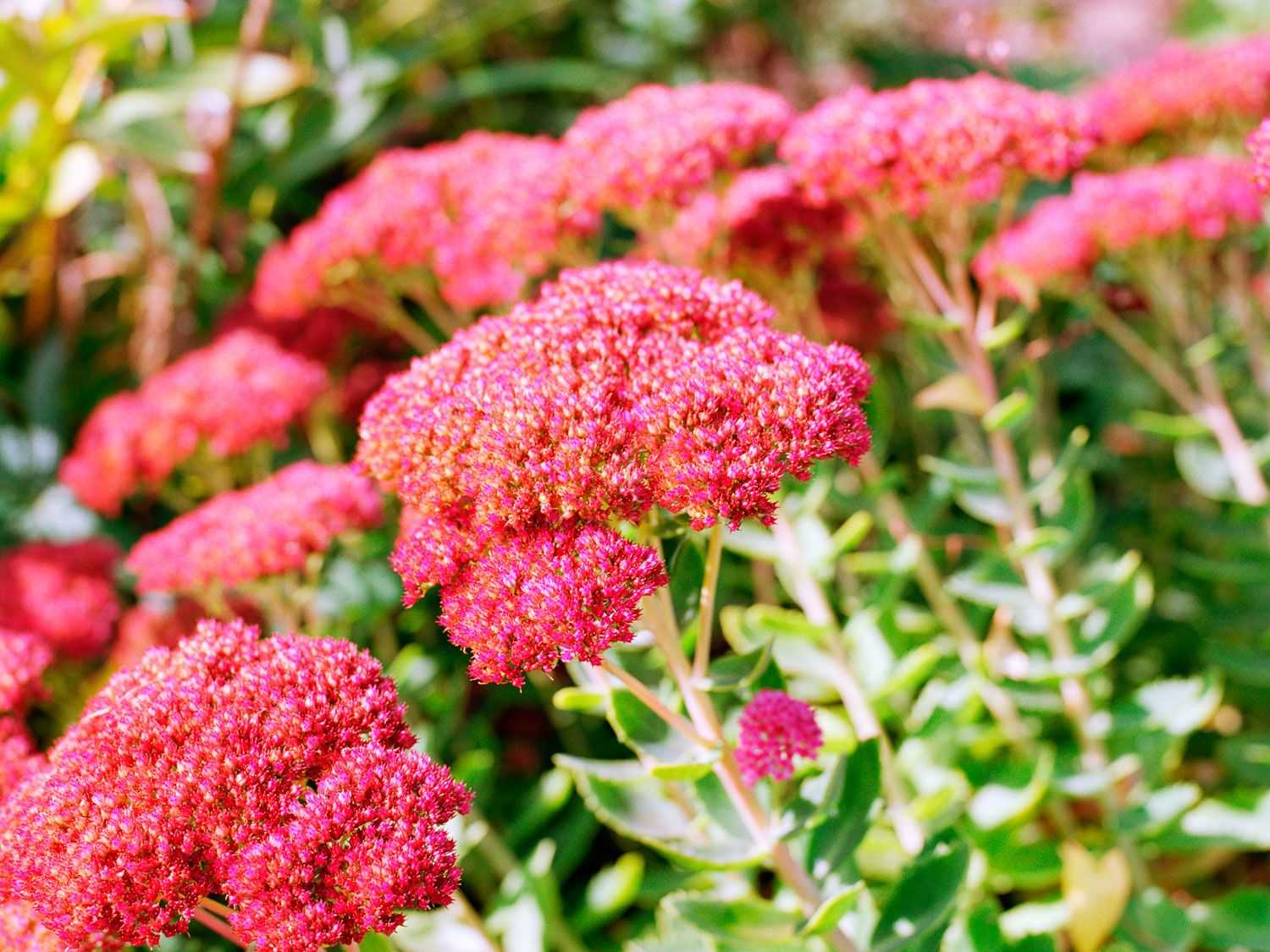 Очиток видный (sedum spectabile): сорта, описание, посадка и уход