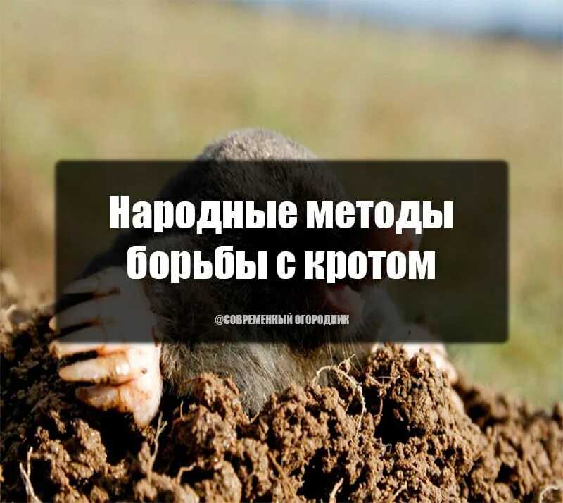 Как процветать на бедной почве — 11 неприхотливых растений для капризных участков