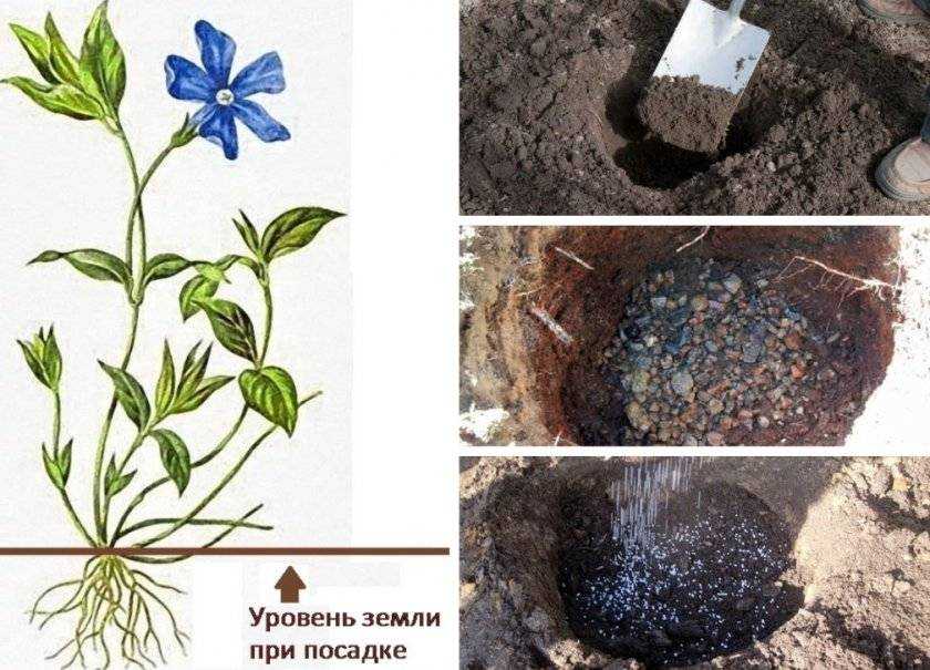 Барвинок: посадка и уход в открытом грунте, фото цветка