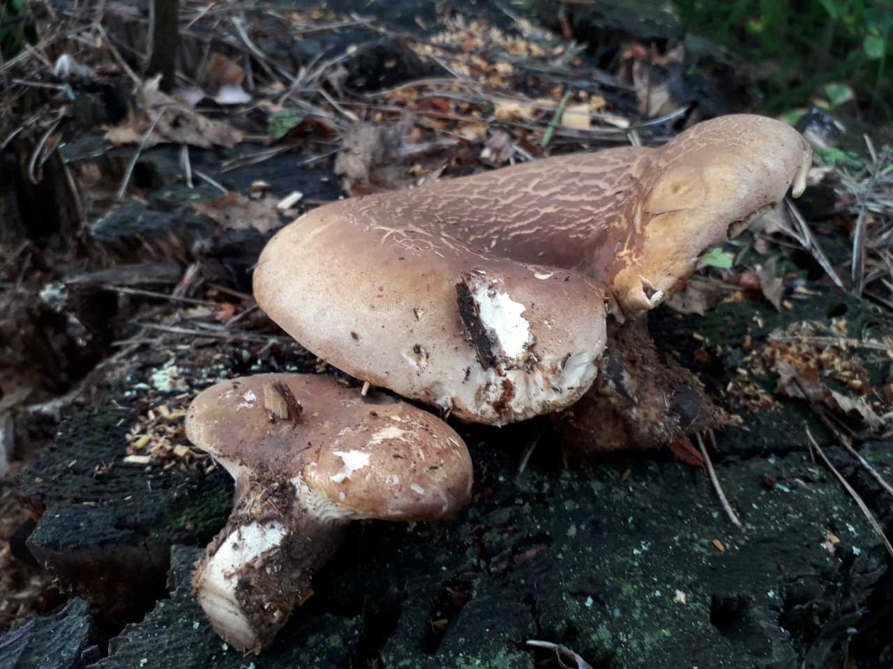 Гриб коровник фото и описание, коровьи губы