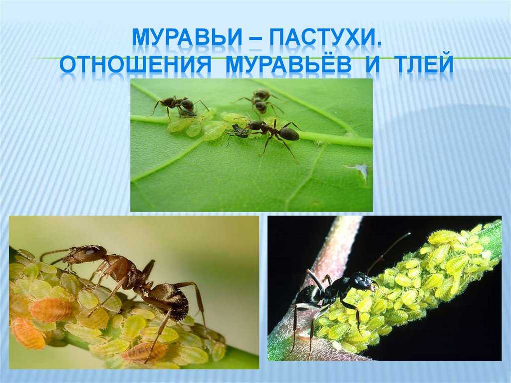 Симбиоз муравьёв и тли