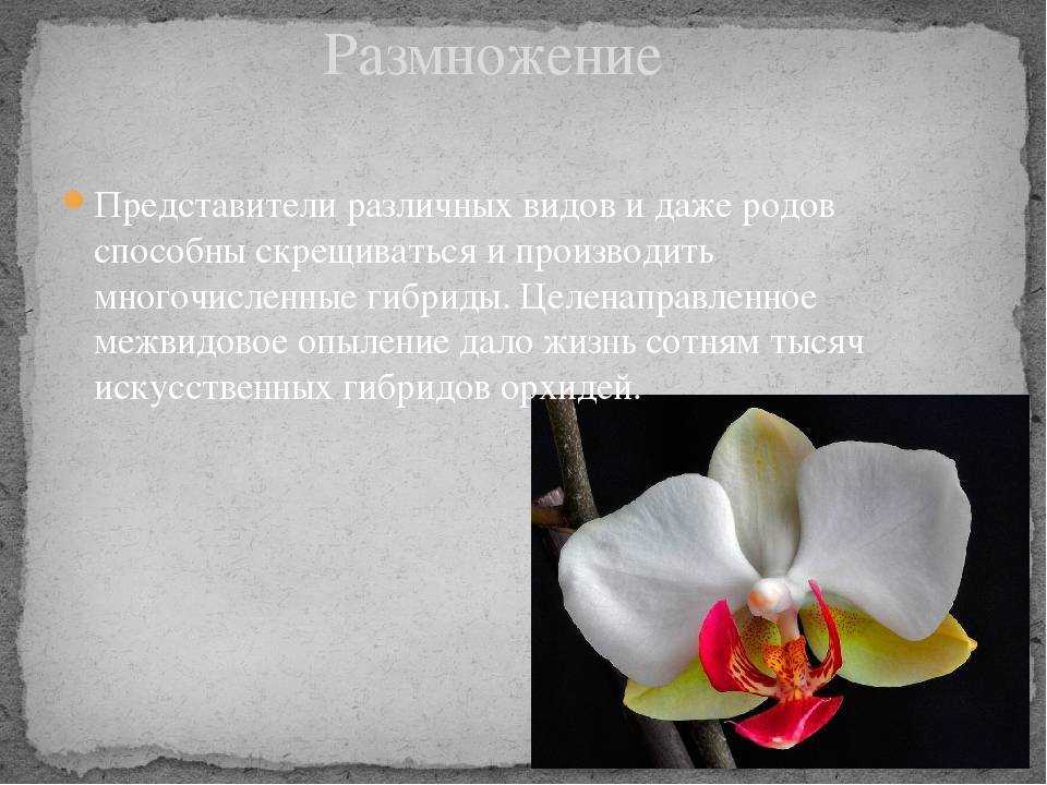Жёлтые орхидеи фаленопсис, популярные сорта с описанием и фото