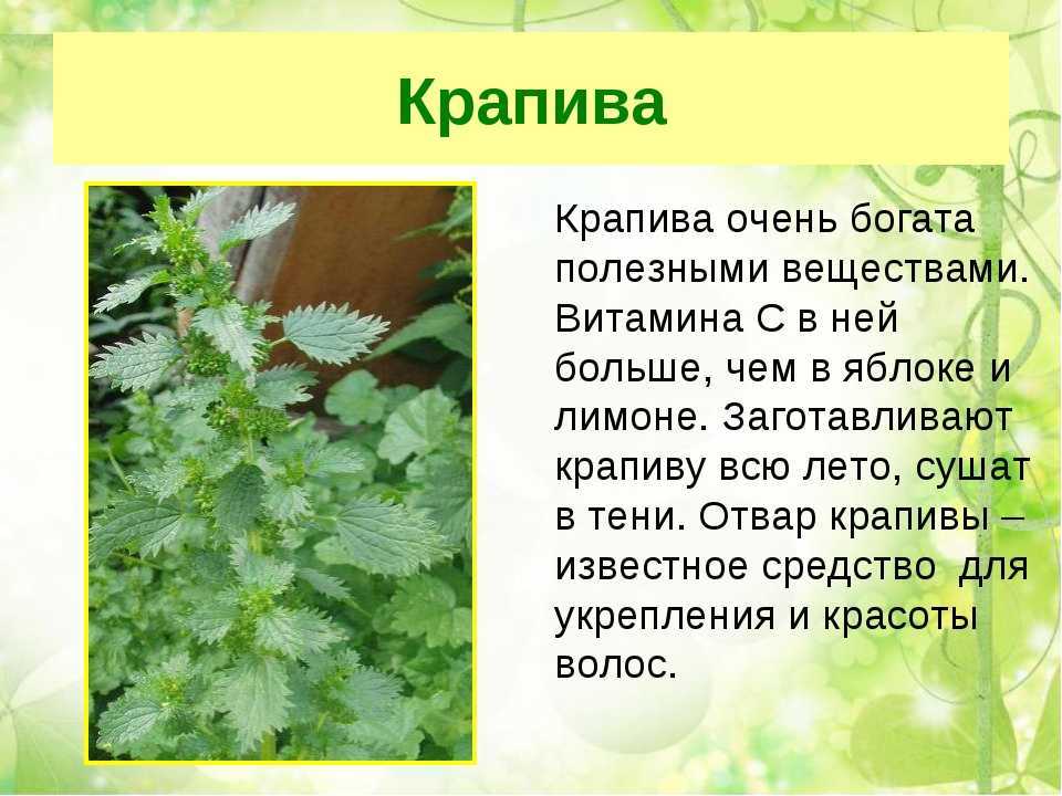 Уход за геранью в домашних условиях – гид с пошаговыми инструкциями и 25 фото