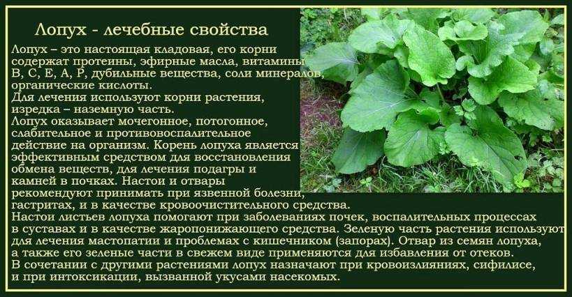 Кочедыжник pictum посадка и уход