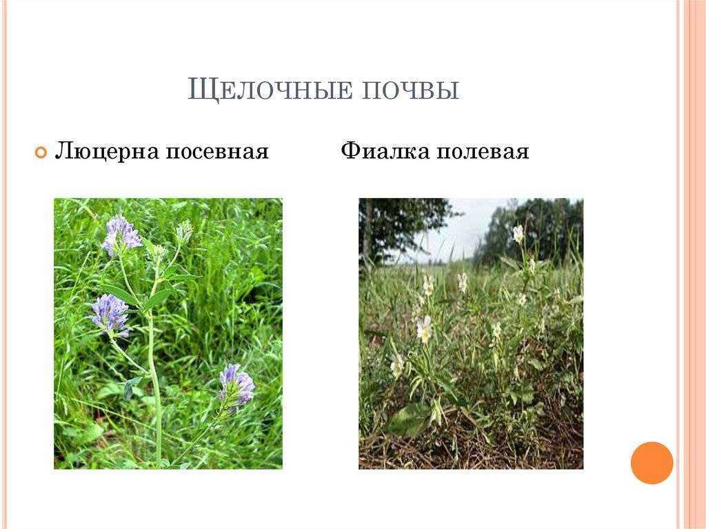 Как раскислить почву на огороде? | определение кислотности + топ-7 способов | (фото & видео) +отзывы