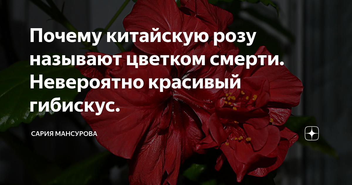 Гибискус цветок смерти, почему его так называют, приметы и суеверия