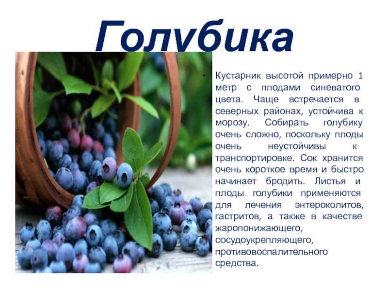 Голубика на садовом участке. описание, сорта, выращивание. посадка и уход. фото — ботаничка