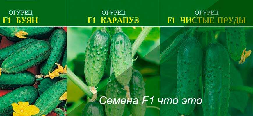 Что означает f1 на семенах, как отличить гибриды от сортов