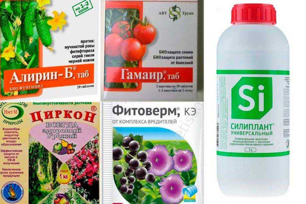 Лечение комнатных растений от мучнистой росы: признаки болезни, методы борьбы и профилактика при помощи препаратов и народных рецептов