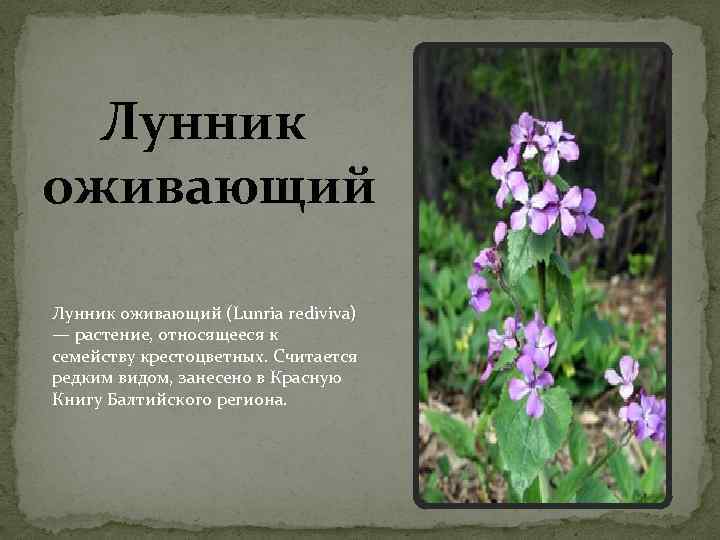 Лунник: посадка и уход в открытом грунте, выращивание из семян, фото