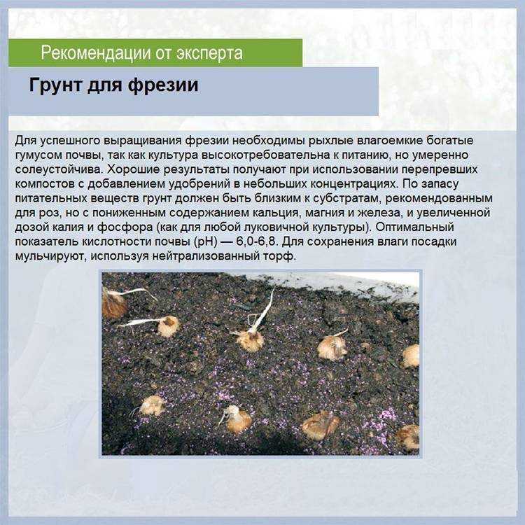 Фрезия: уход, выращивание, виды и сорта