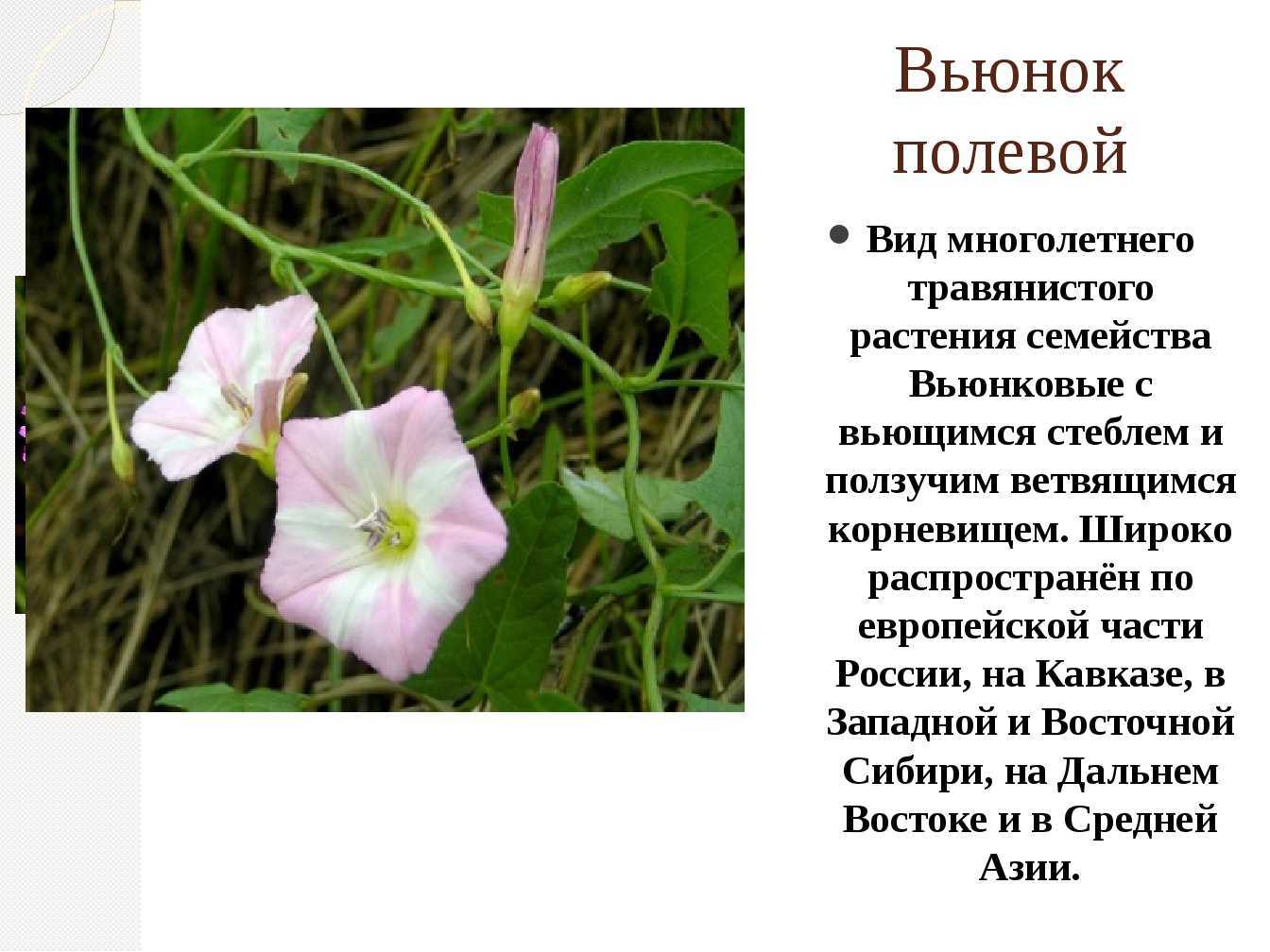 Неприхотливые вьюнки. выращивание и особенности
