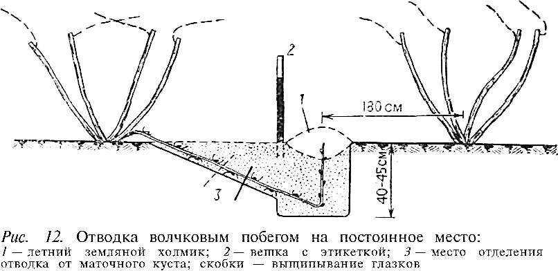 Планировка виноградника: на каком месте лучше сажать кусты и каким должно быть расстояние между ними