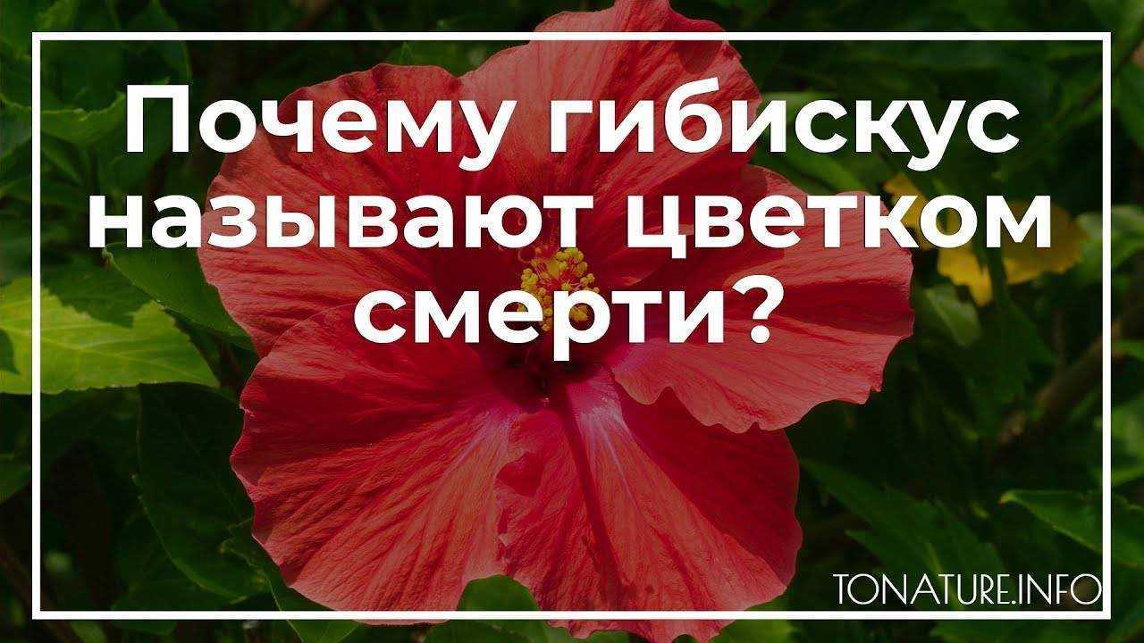 Виды selo.guru — интернет портал о сельском хозяйстве
