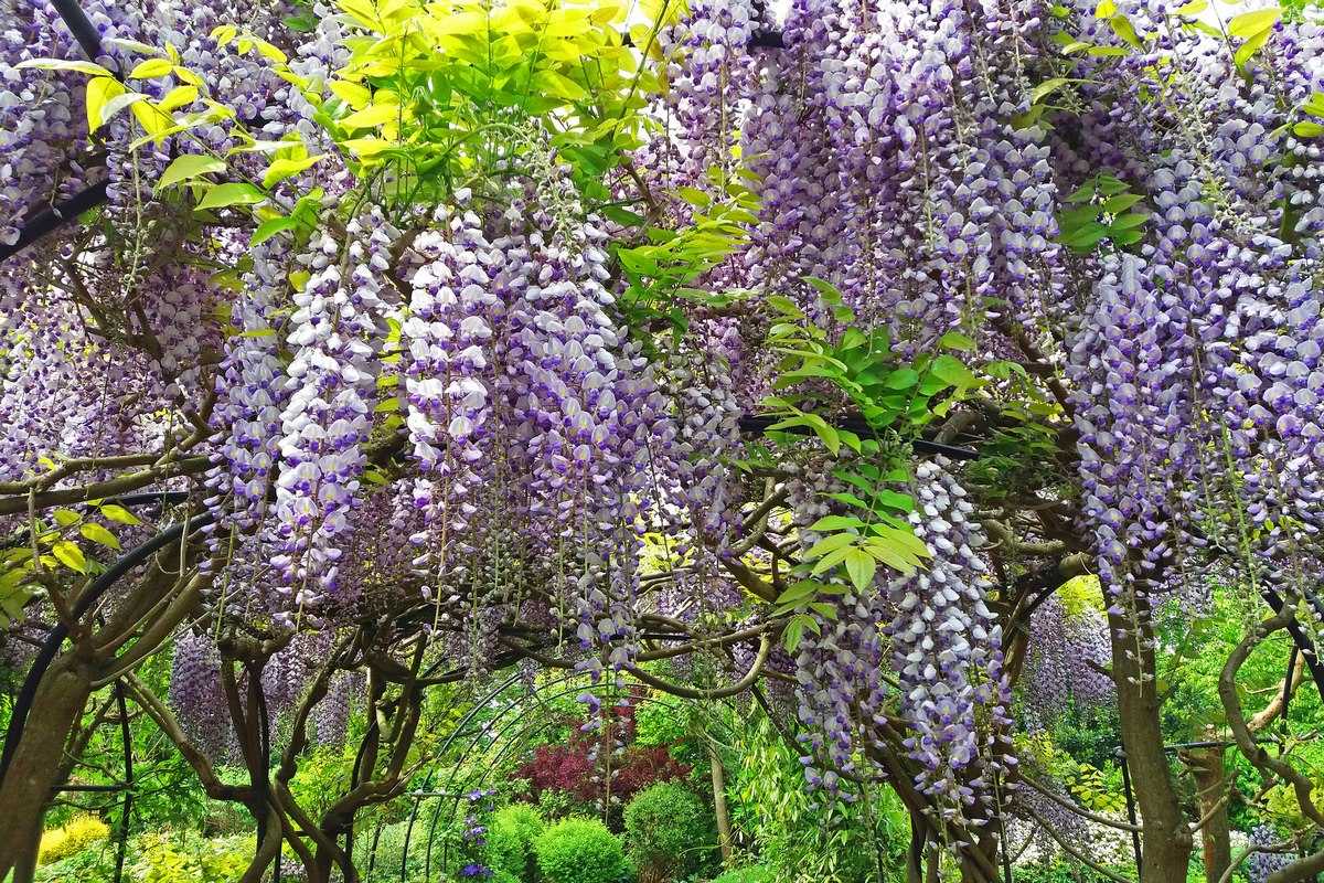 Все о Wisteria Sinensis Вистерии синенсис, которую иногда называют глицинией китайской: какие условия любит, как выращивать дома, как провести размножение черенками Ознакомьтесь с описанием и интересными фактами о цветке