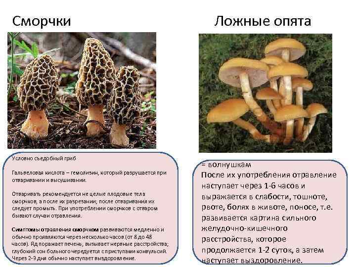 Опята: как найти, основные виды, полезные свойства + 70 фото