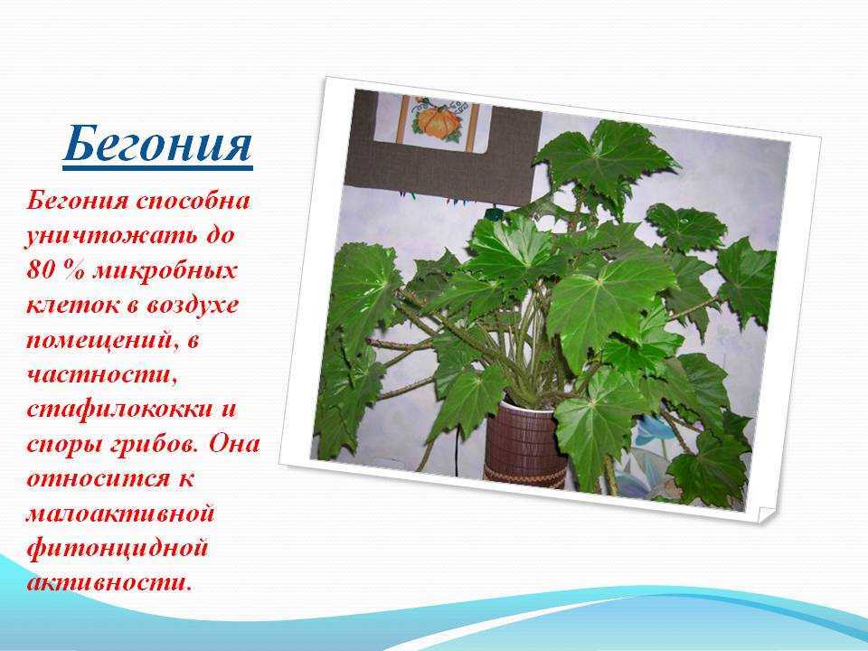 Бегония глюар де лоррен. re: бегония 'gloire de lorraine'