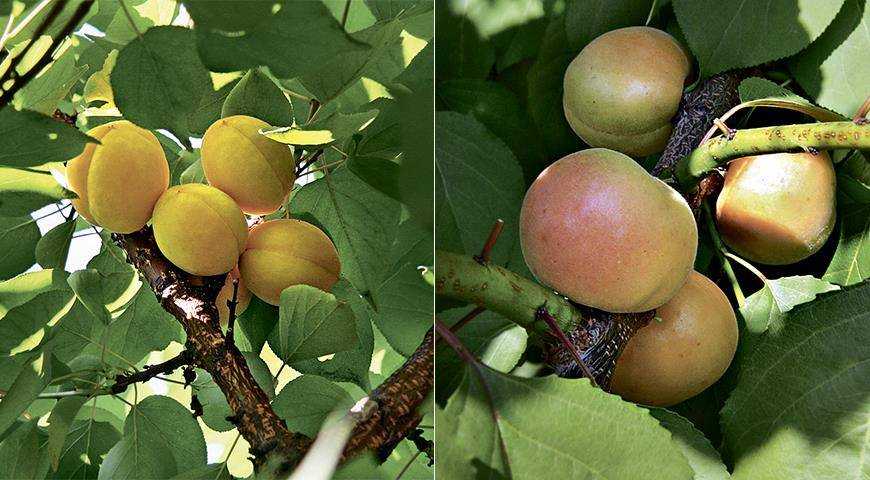 Зимостойкие сорта абрикосов: самые лучшие, вкусные, морозоустойчивые для сибири, урала, подмосковья, отзывы о выращивании