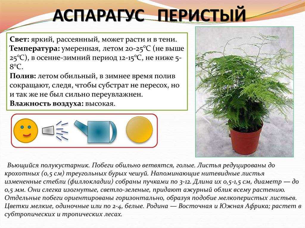 Хатиора – уход в домашних условиях